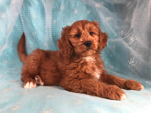 Dark Red Mini Bernedoodles Are About Ready!